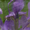 Iris Sectio Aurea